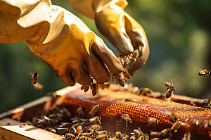 养蜂蜂蜜制作采蜜摄影图