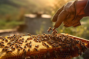 养蜂食品蜜蜂养殖摄影图