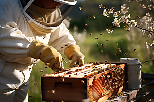 养蜂蜂蜜制作蜜蜂养殖摄影图