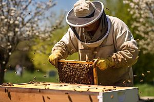 养蜂蜂蜜生产蜂蜜制作摄影图