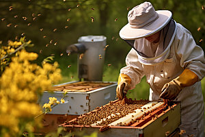养蜂蜂蜜生产采蜜摄影图
