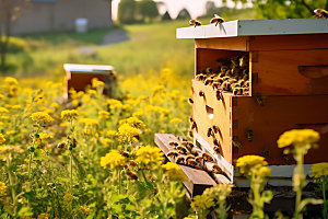 养蜂蜜蜂养殖食品摄影图