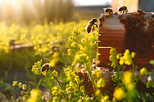 养蜂食品蜂蜜生产摄影图