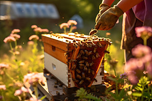 养蜂蜜蜂养殖蜂蜜制作摄影图
