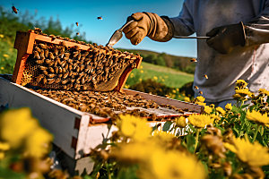 养蜂蜜蜂养殖蜂蜜生产摄影图