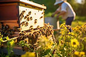 养蜂采蜜蜜蜂养殖摄影图