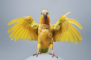 鹦鹉彩色鸟类摄影图