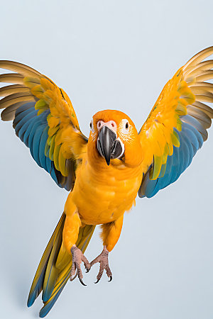 鹦鹉自然动物摄影图
