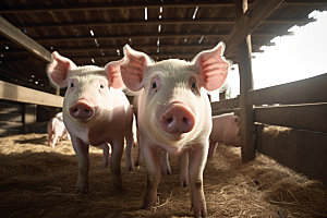 猪养猪场畜牧摄影图