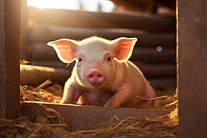 猪牧场养猪场摄影图