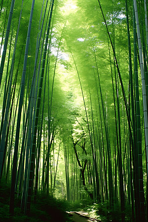 竹林自然树林摄影图