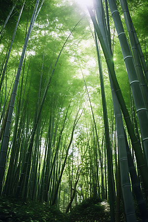 竹林绿色清新摄影图