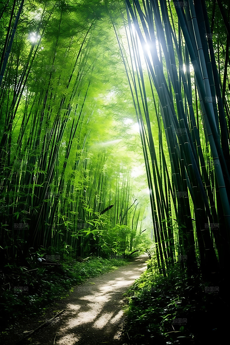 竹林高清风光摄影图