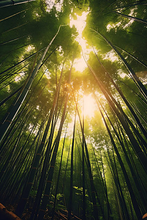 竹林自然清新摄影图