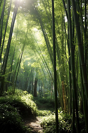竹林树林高清摄影图