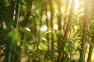 竹林翠竹自然摄影图