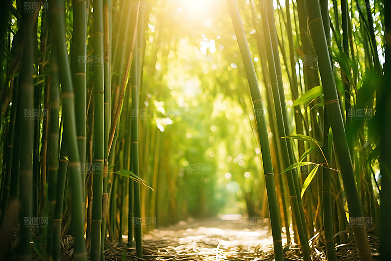 竹林自然翠竹摄影图