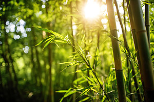竹林自然风光摄影图