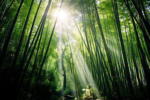 竹林风光高清摄影图