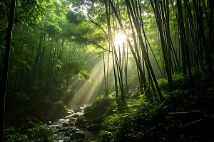 竹林自然高清摄影图
