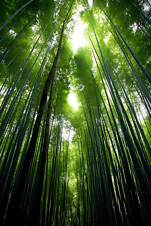 竹林树林自然摄影图
