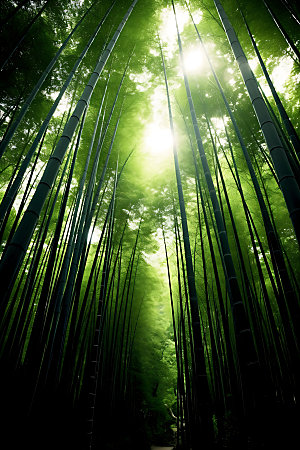 竹林绿色高清摄影图