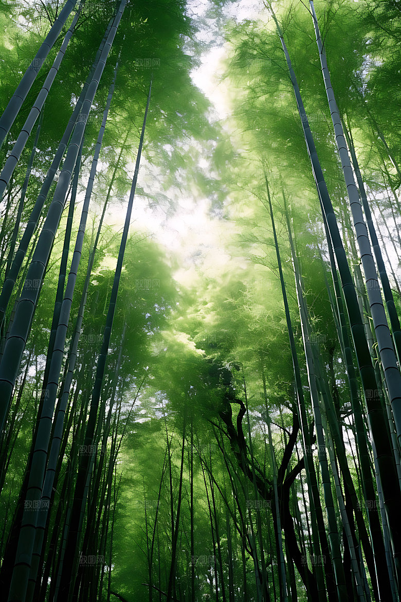 竹林清新翠竹摄影图
