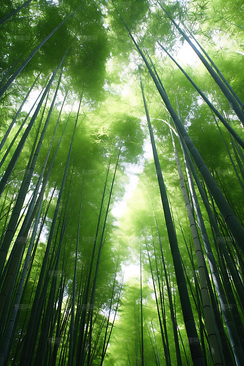 竹林清新高清摄影图