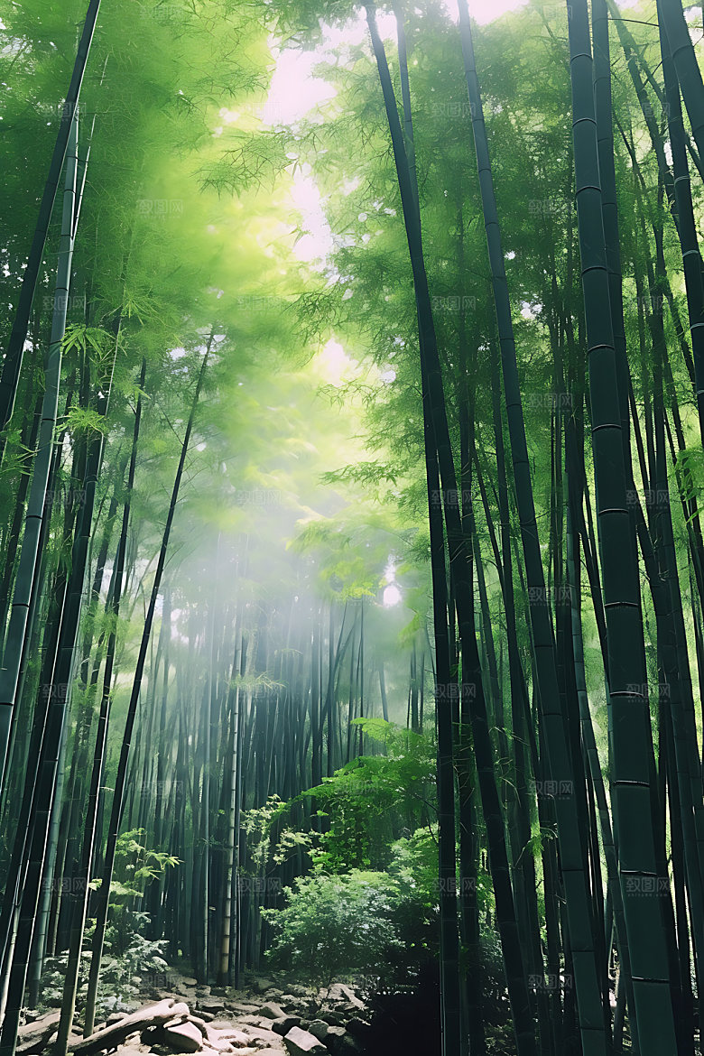 竹林自然风光摄影图