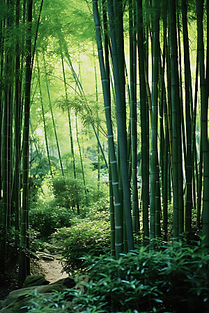 竹林风光树林摄影图
