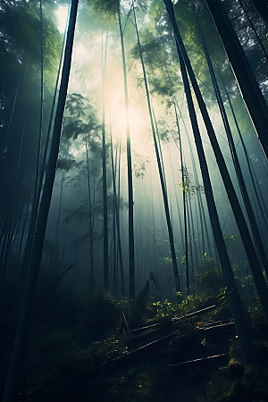 竹林高清树林摄影图