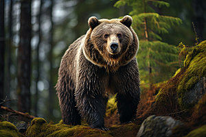 棕熊高清自然摄影图