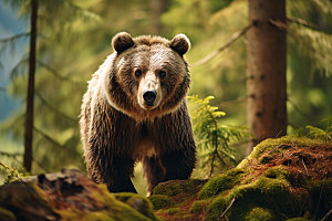 棕熊自然森林摄影图