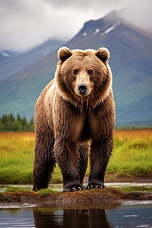 棕熊自然森林摄影图