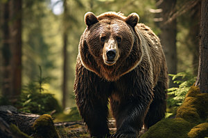 棕熊森林野生动物摄影图